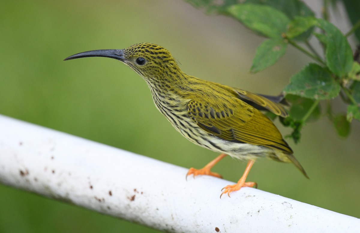 Streaked Spiderhunter - ML620239017