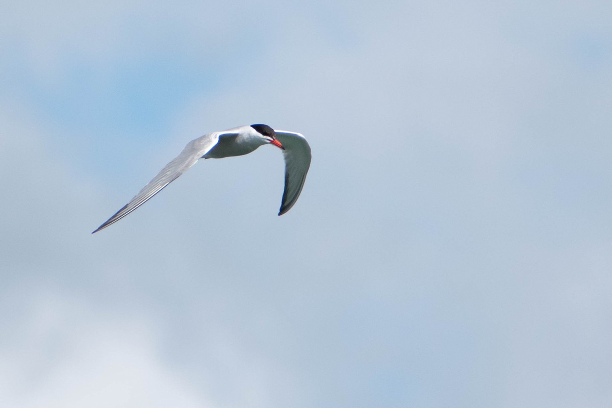 Common Tern - ML620239024