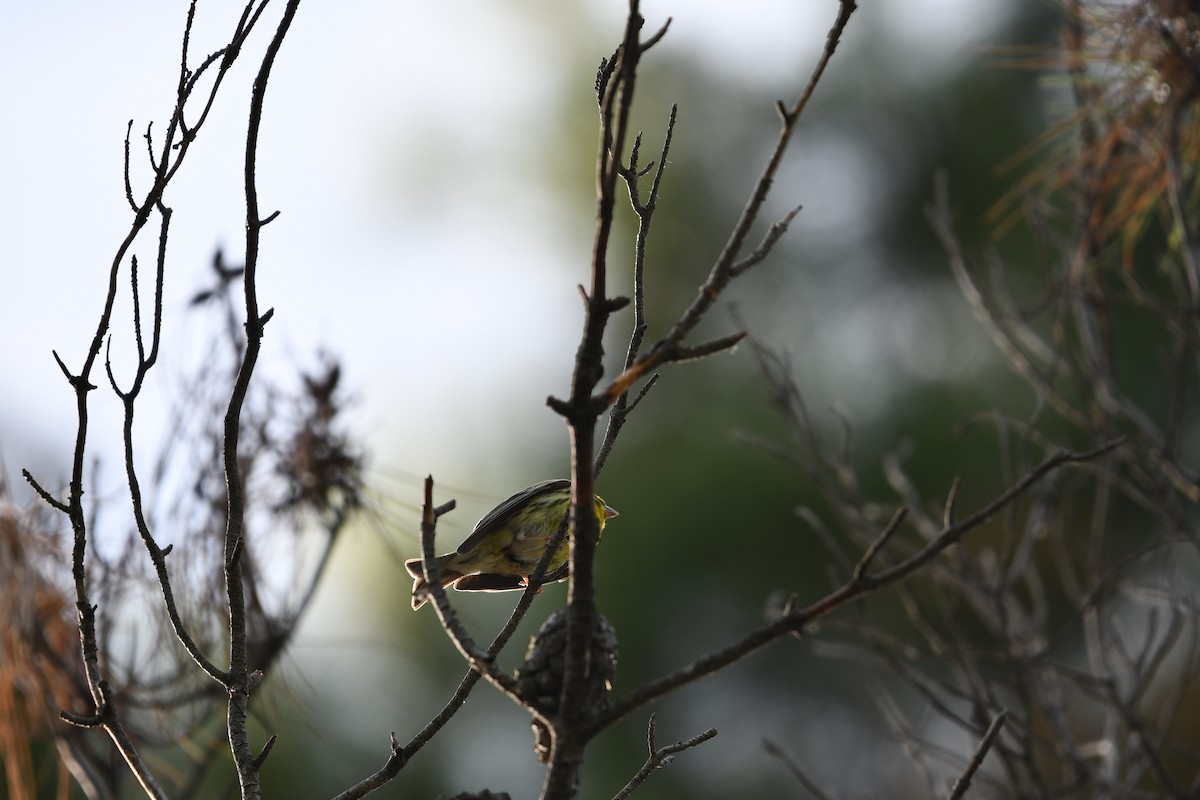 European Serin - ML620239030