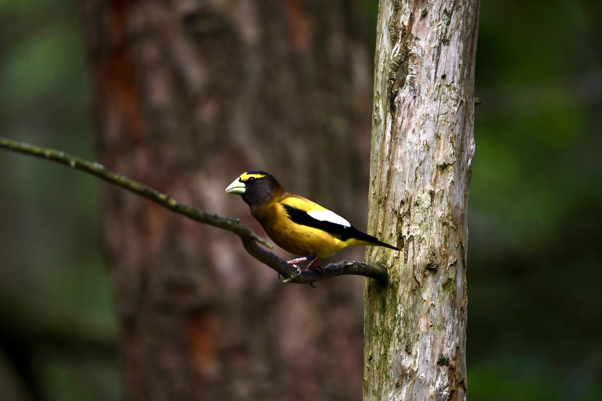 Evening Grosbeak - ML620239050