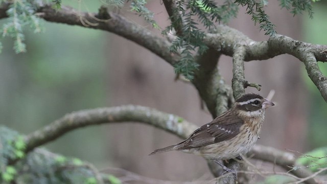 Rose-breasted Grosbeak - ML620239054