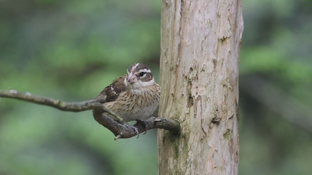 Rose-breasted Grosbeak - ML620239055