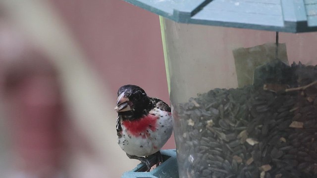 Rose-breasted Grosbeak - ML620239059