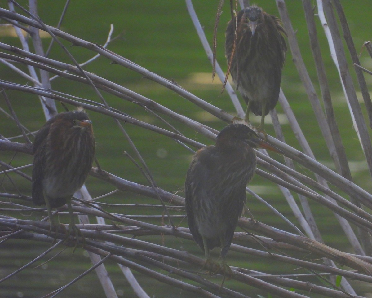 Green Heron - ML620239060