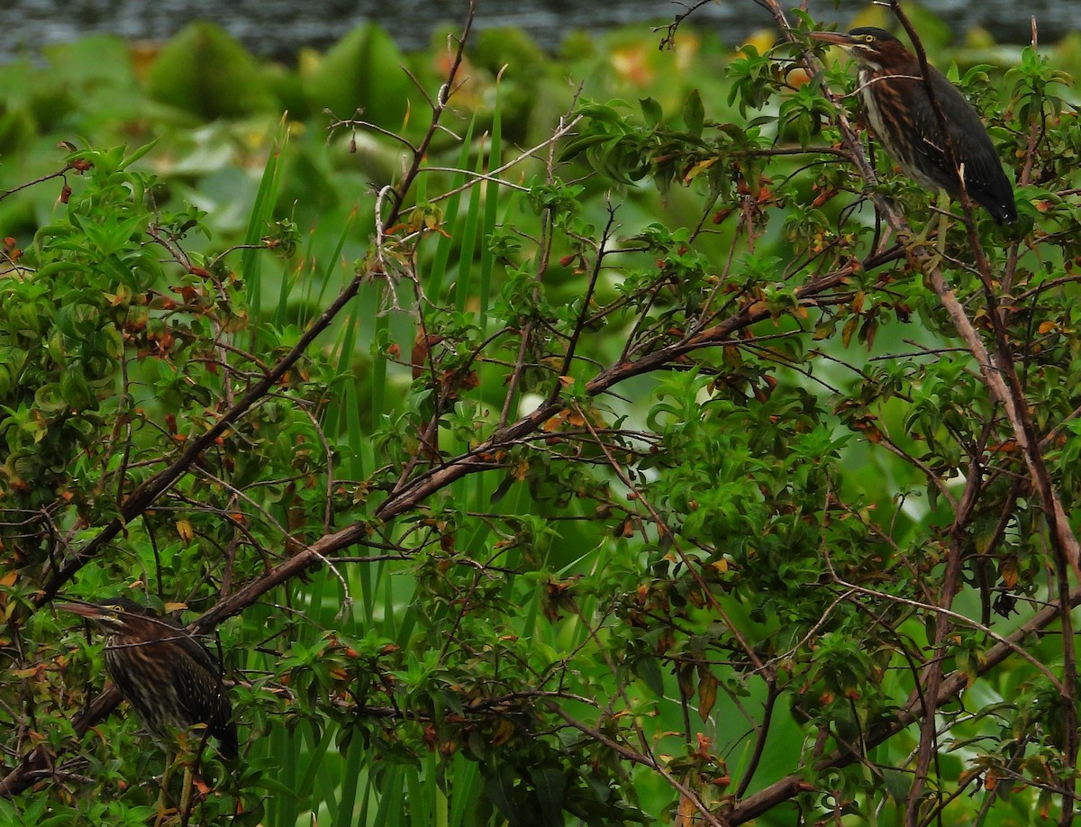 Green Heron - ML620239061