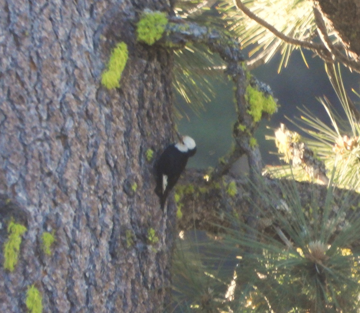 White-headed Woodpecker - ML620239064