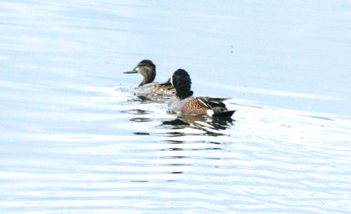 Blue-winged Teal - ML620239065