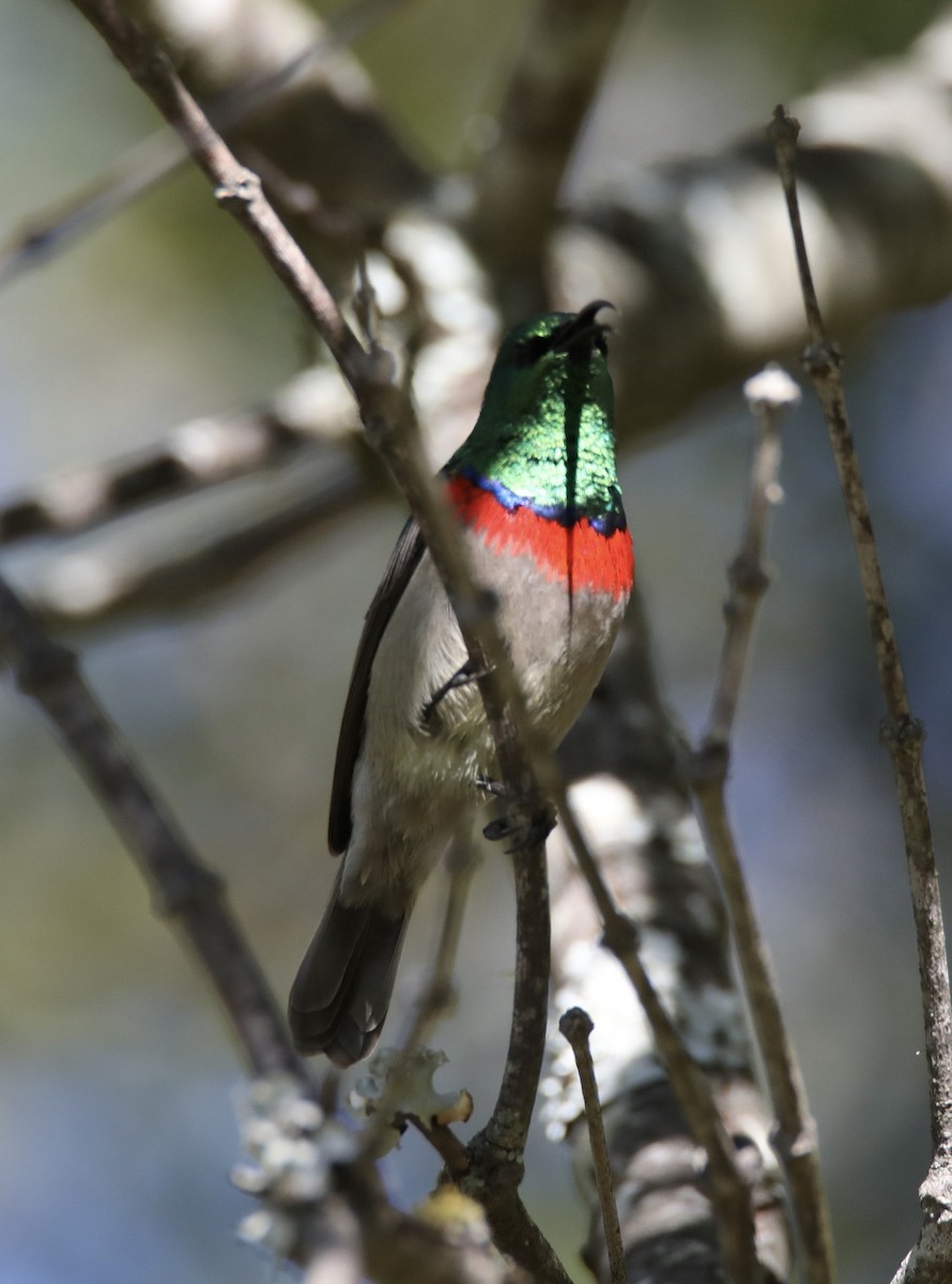 Southern Double-collared Sunbird - ML620239080