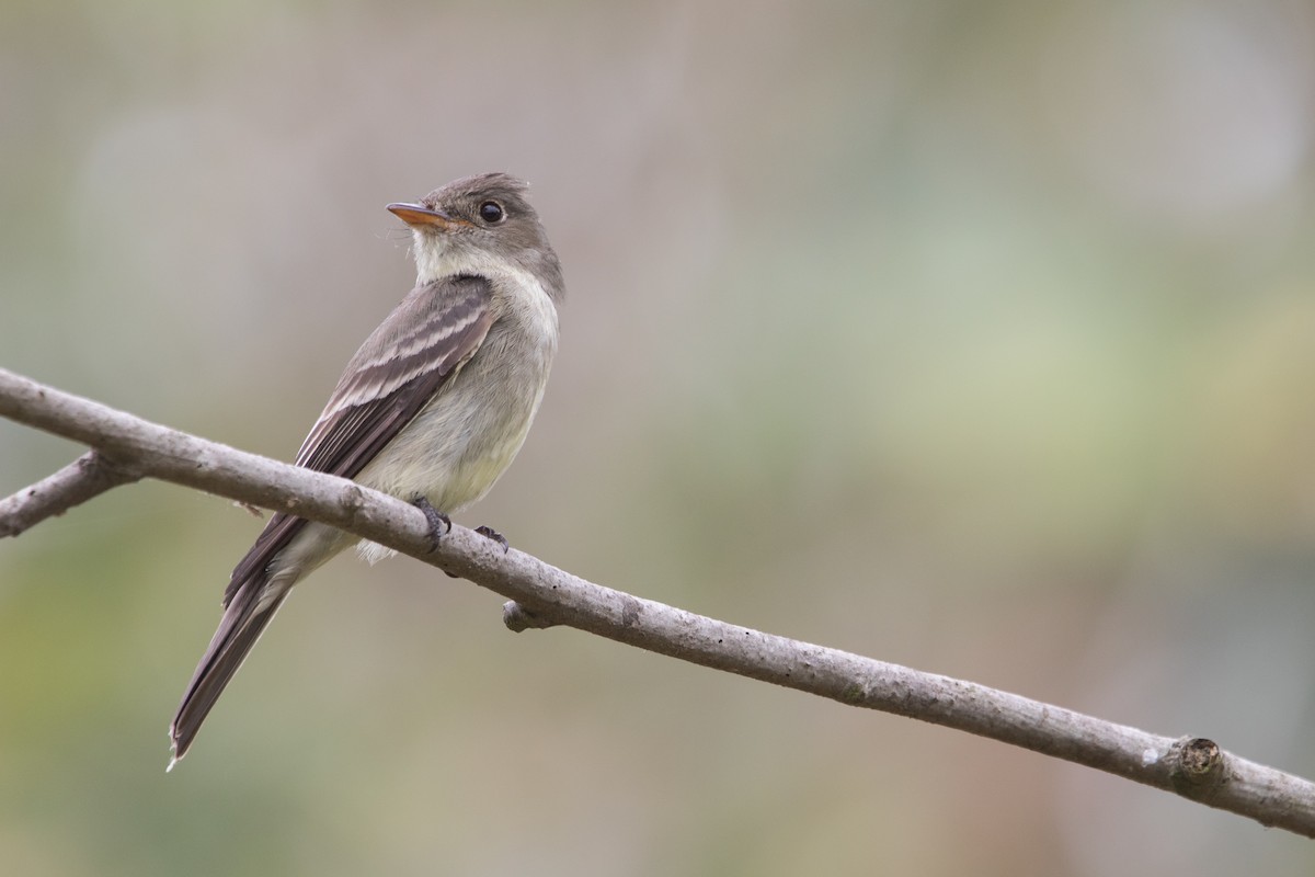 Eastern Wood-Pewee - Cadeo Scott Schipper