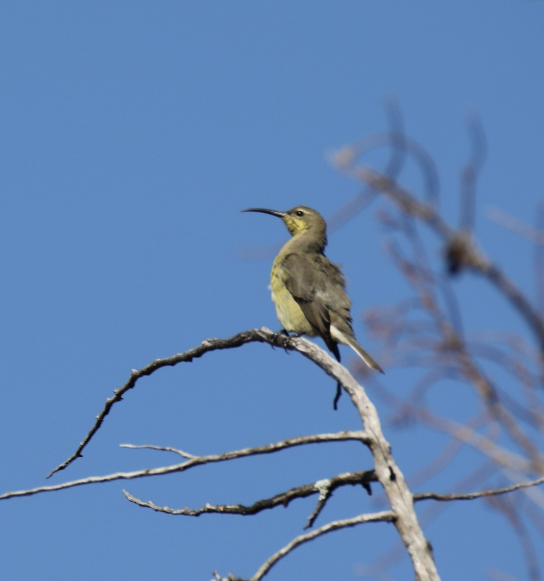 Malachite Sunbird - ML620239092