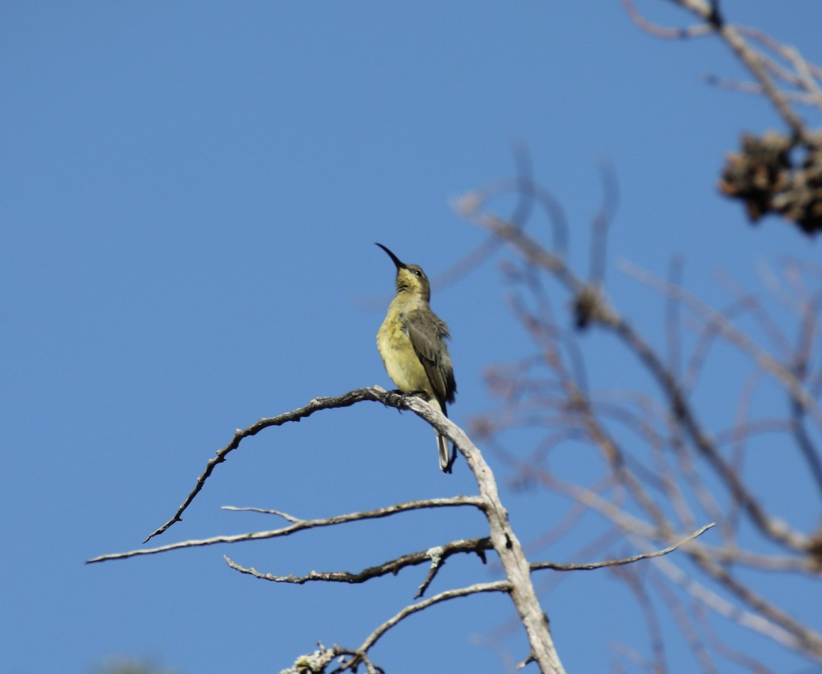 Malachite Sunbird - ML620239097