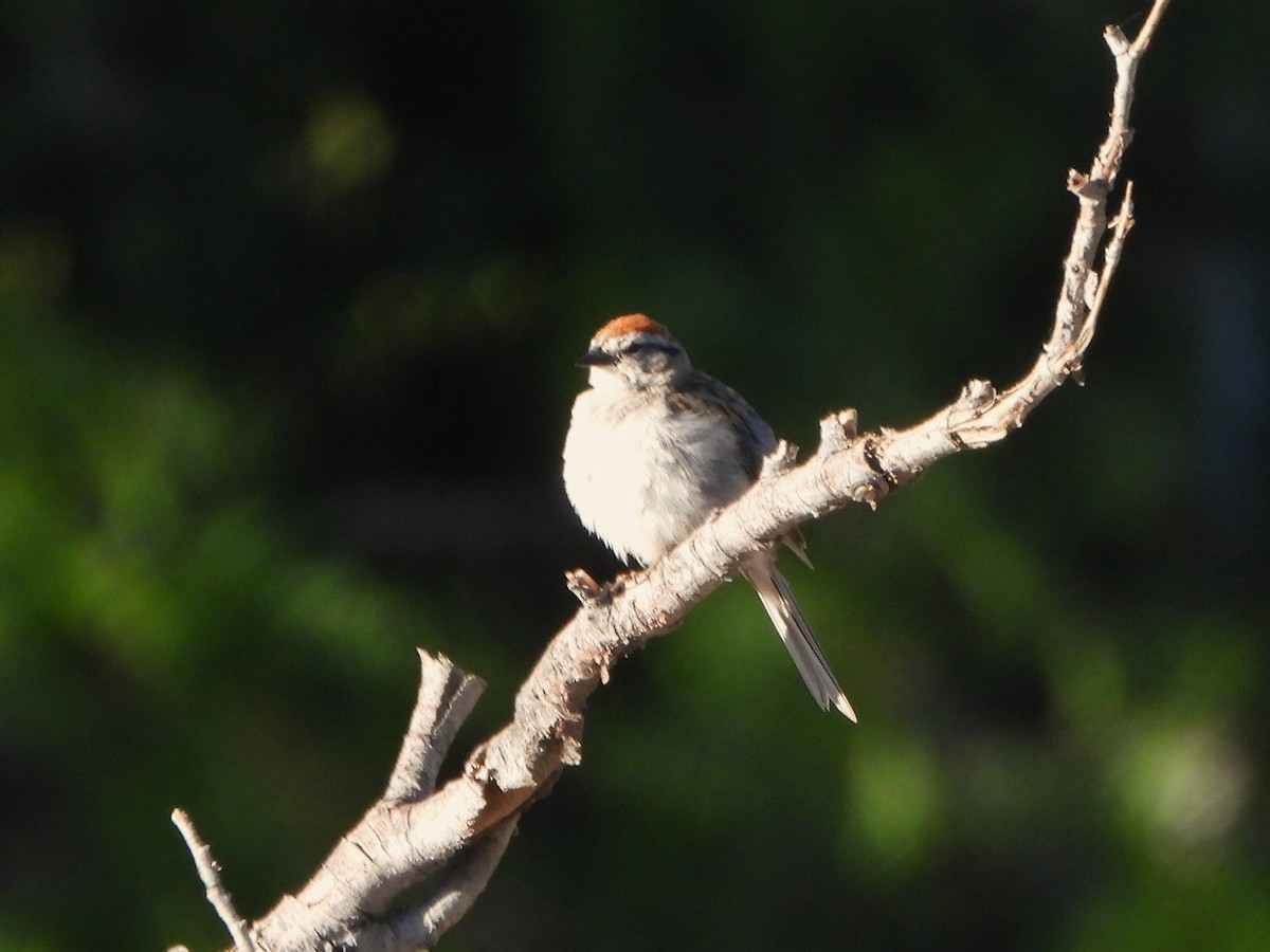 Chipping Sparrow - ML620239099