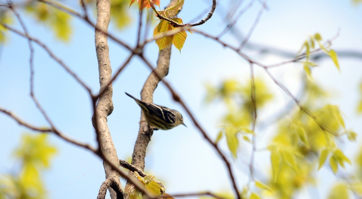 Black-and-white Warbler - Jean and Bob Hilscher