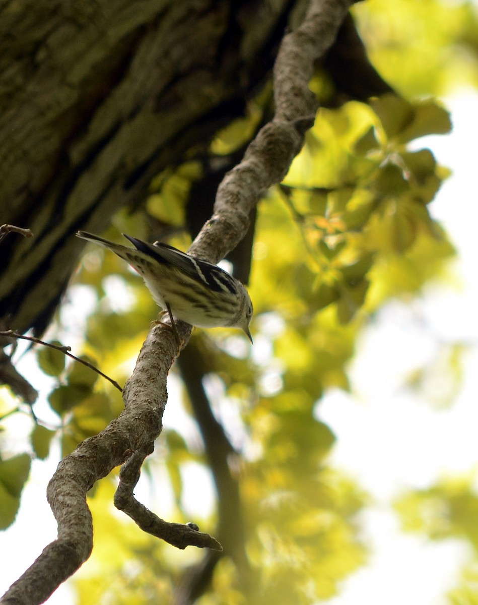 Black-and-white Warbler - ML620239110