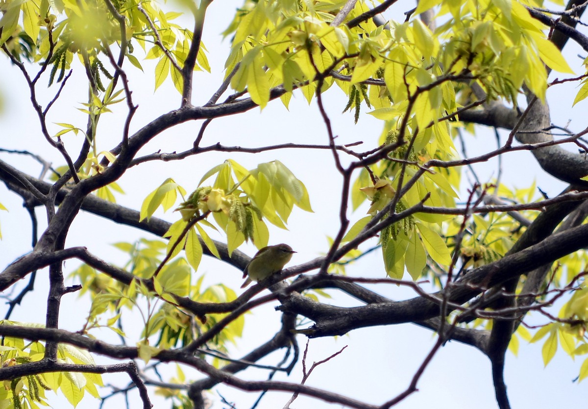 Orange-crowned Warbler - ML620239116