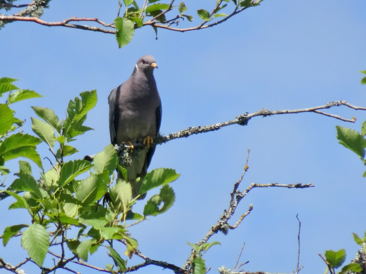Band-tailed Pigeon - ML620239122