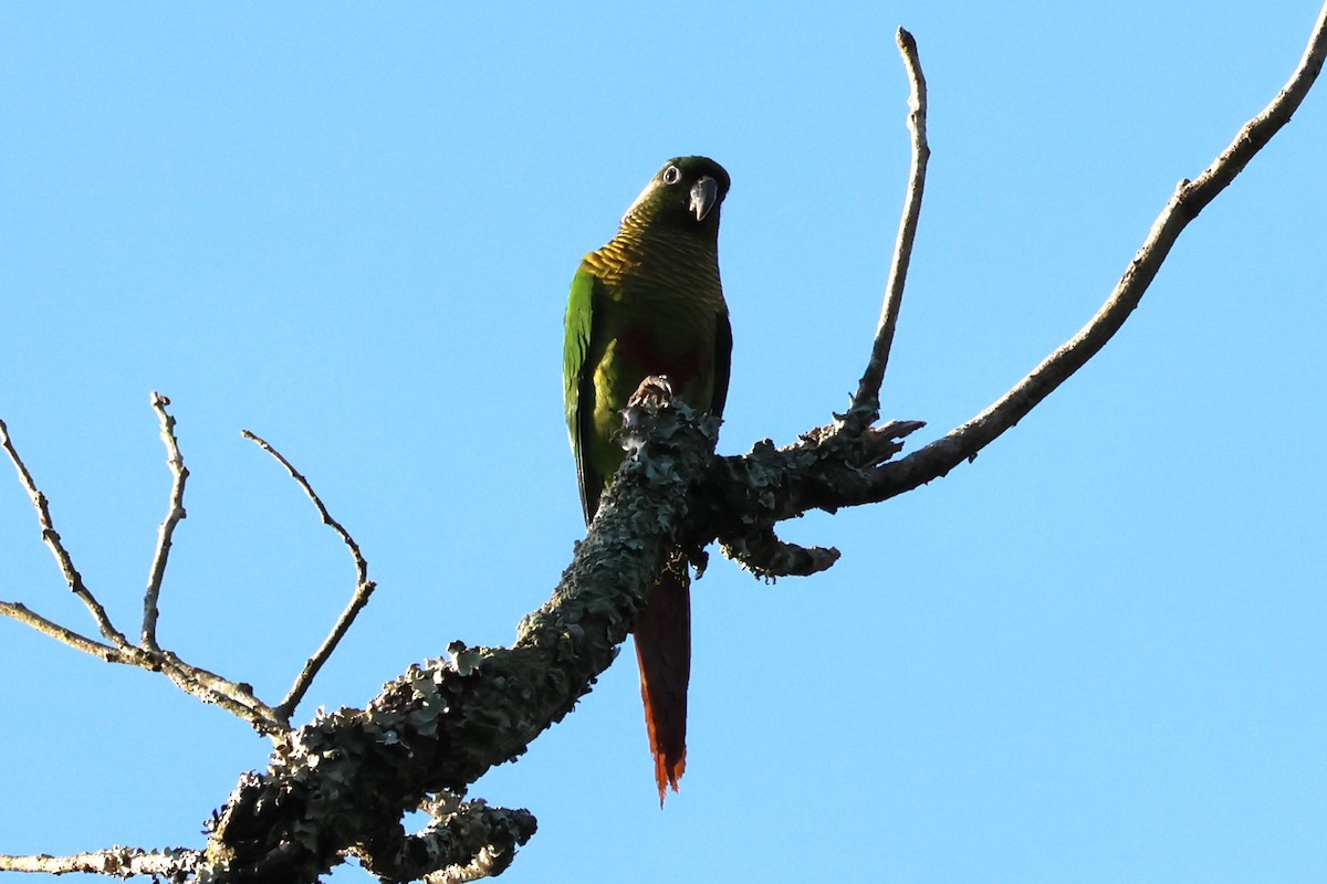 Maroon-bellied Parakeet - ML620239125