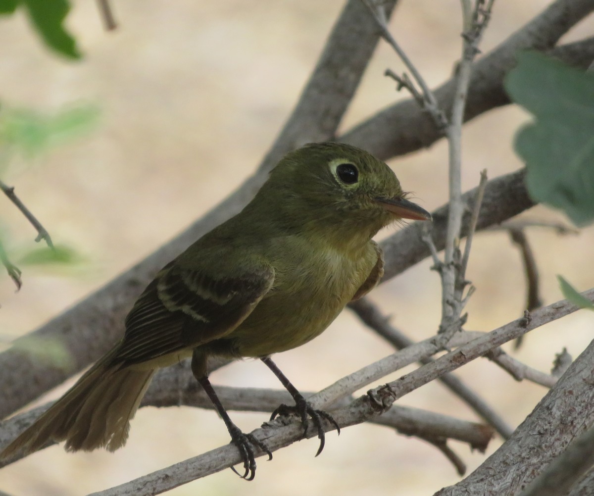 Western Flycatcher (Cordilleran) - ML620239128