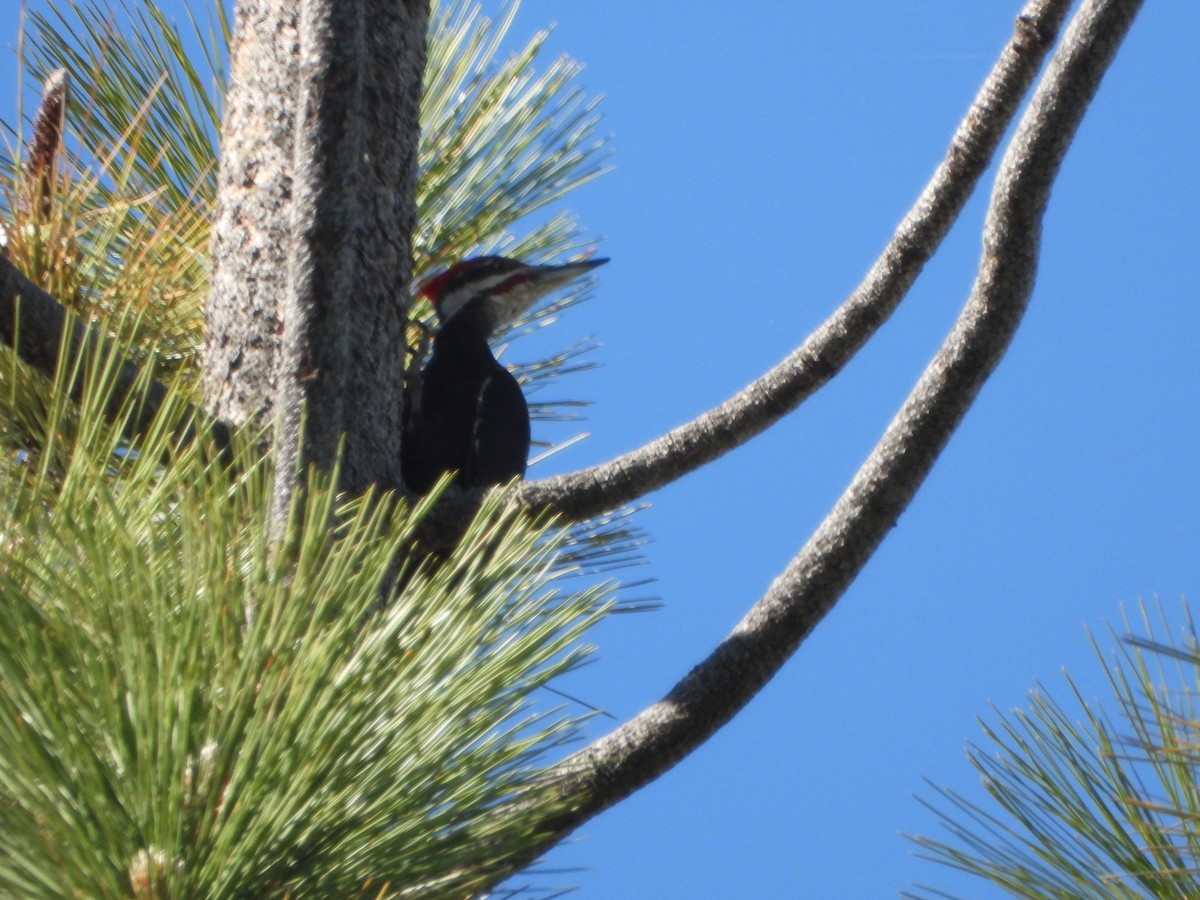 Pileated Woodpecker - ML620239133