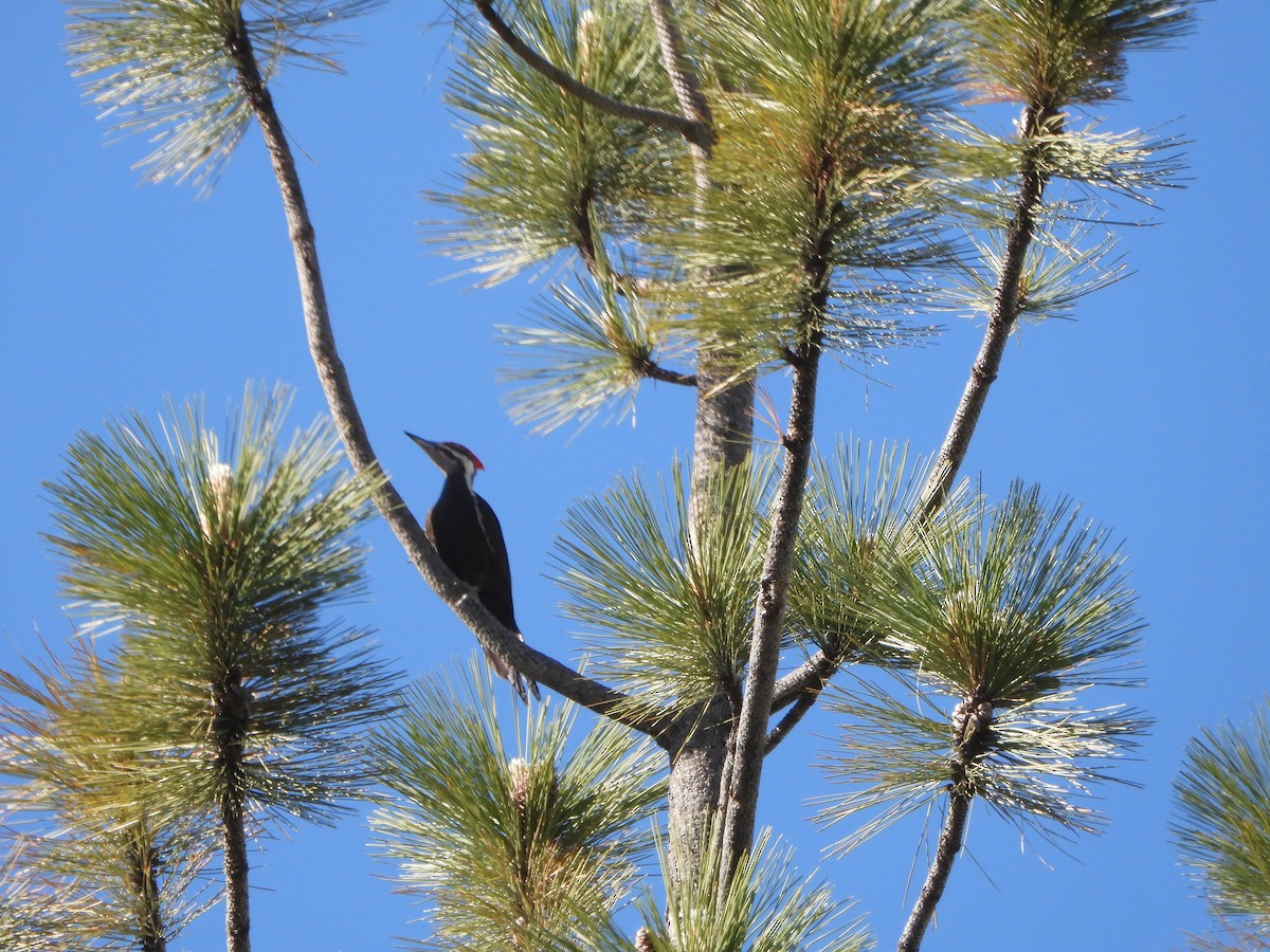 Pileated Woodpecker - ML620239134