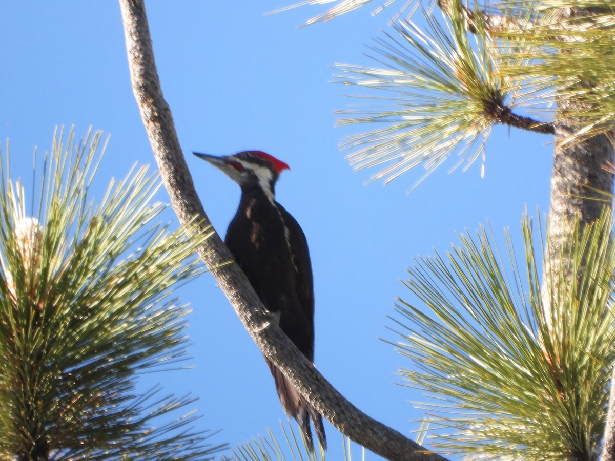 Pileated Woodpecker - ML620239136