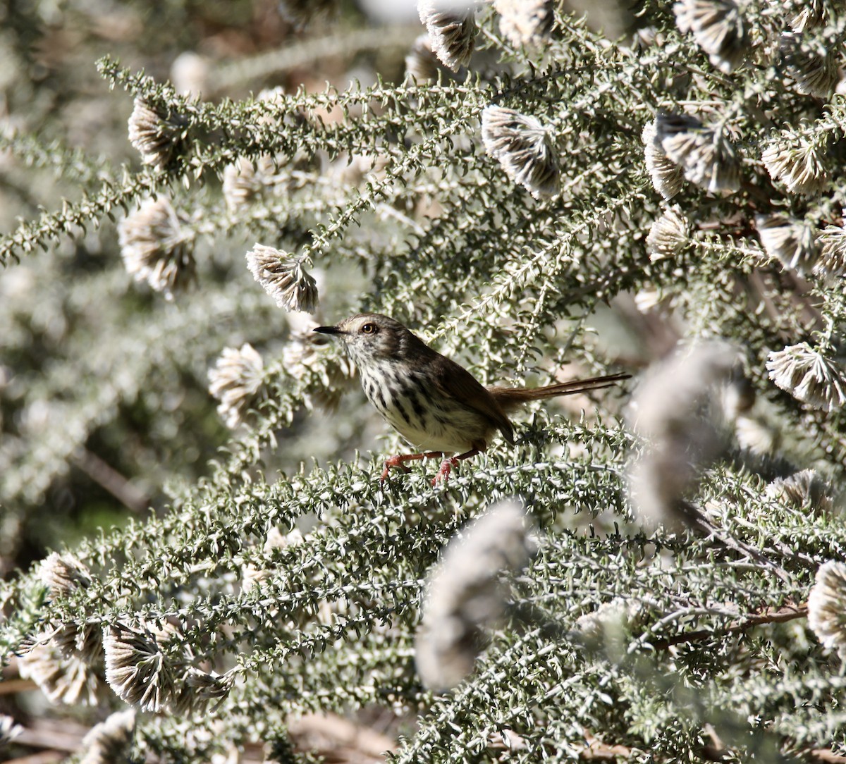 Prinia du Karoo - ML620239143