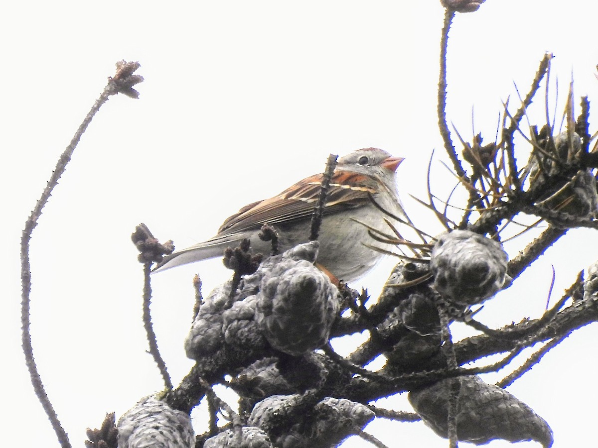 Chipping x Field Sparrow (hybrid) - ML620239145