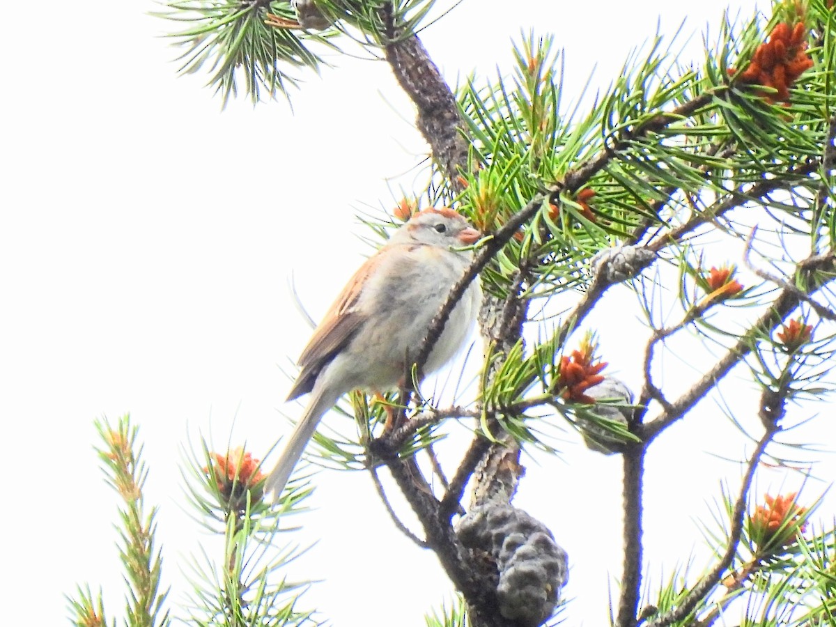 Chipping x Field Sparrow (hybrid) - ML620239146