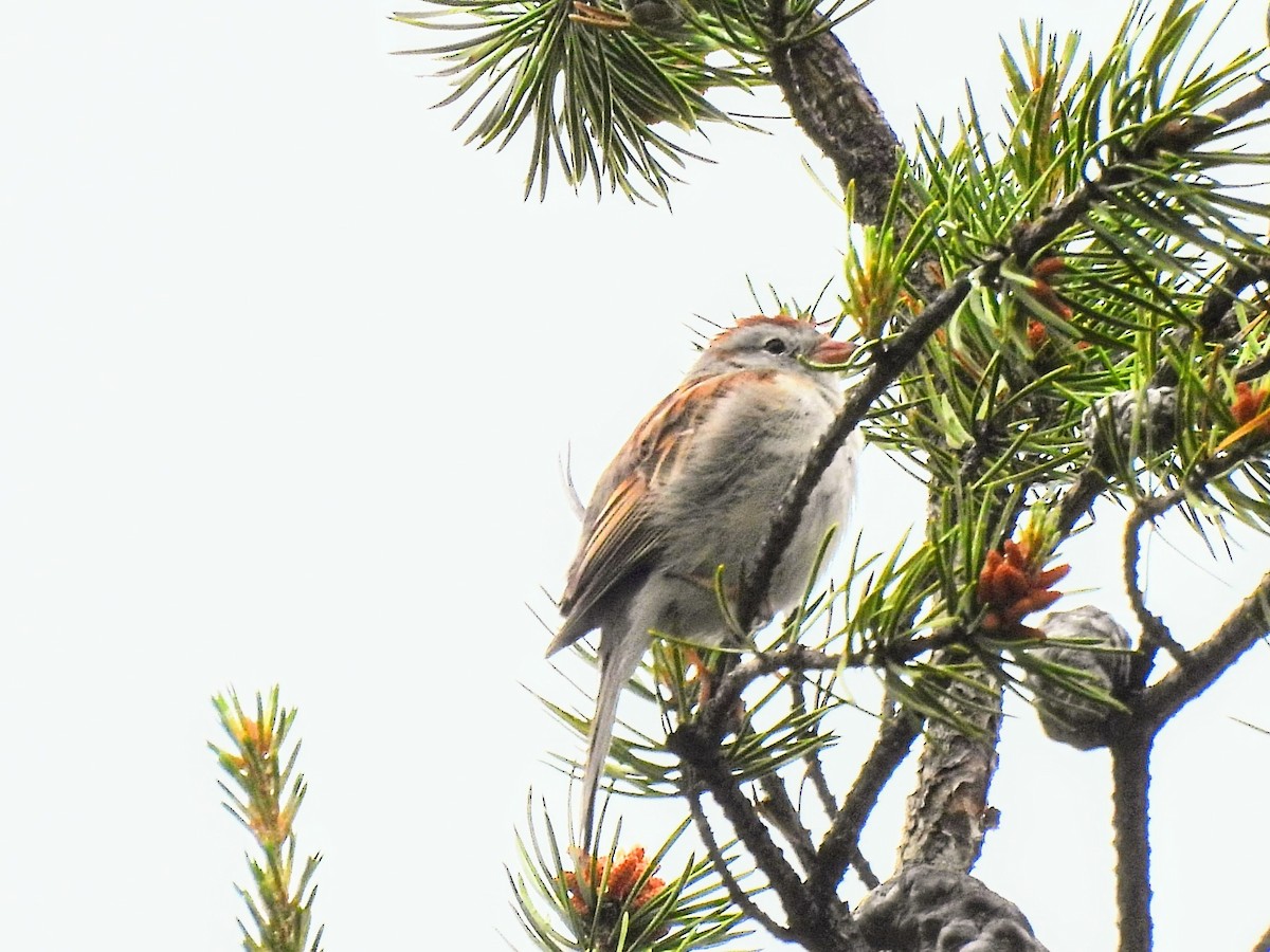 Chipping x Field Sparrow (hybrid) - ML620239147