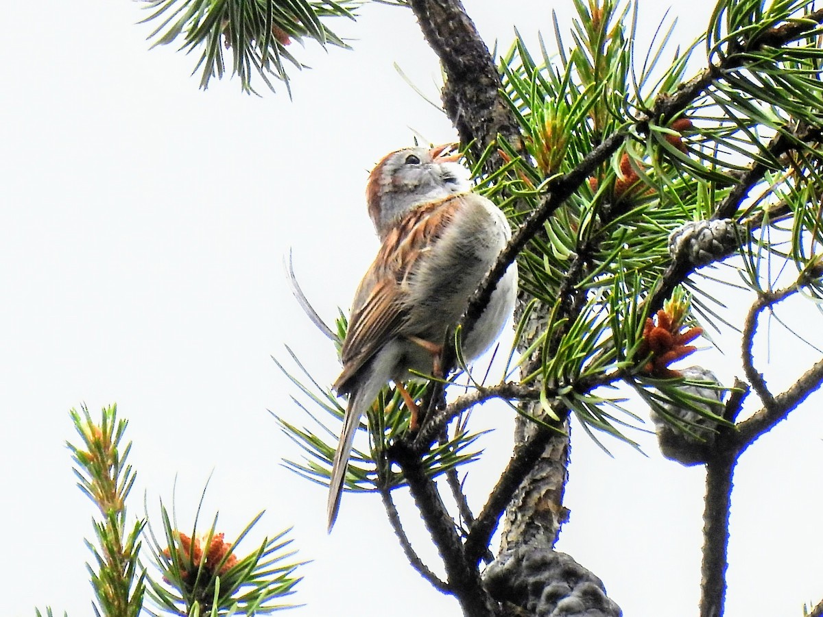 Chipping x Field Sparrow (hybrid) - ML620239148