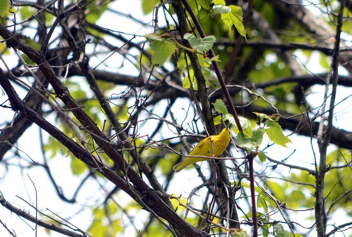 Yellow Warbler - ML620239154