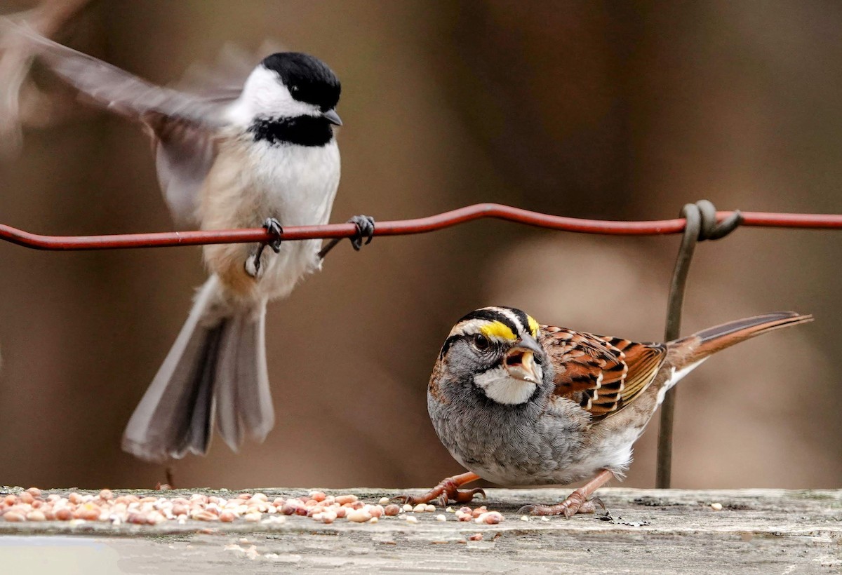 White-throated Sparrow - ML620239155