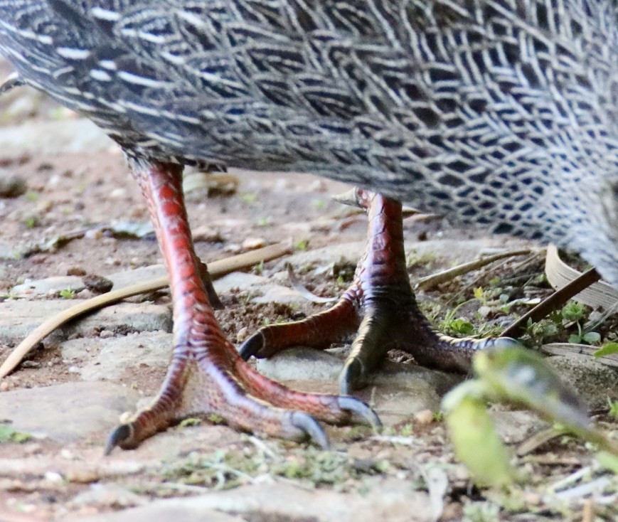 Cape Spurfowl - ML620239157