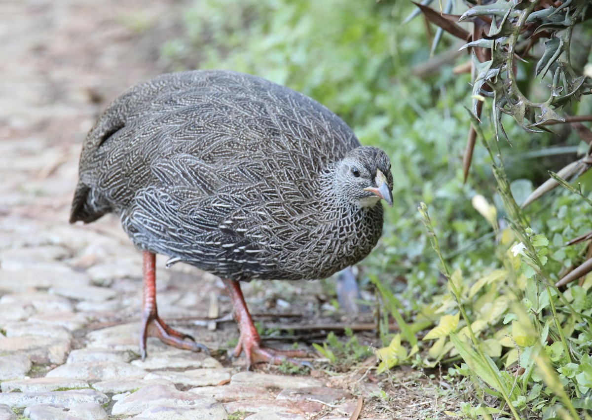 Cape Spurfowl - ML620239158