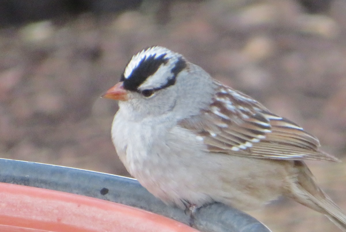 Bruant à couronne blanche (leucophrys/oriantha) - ML620239163