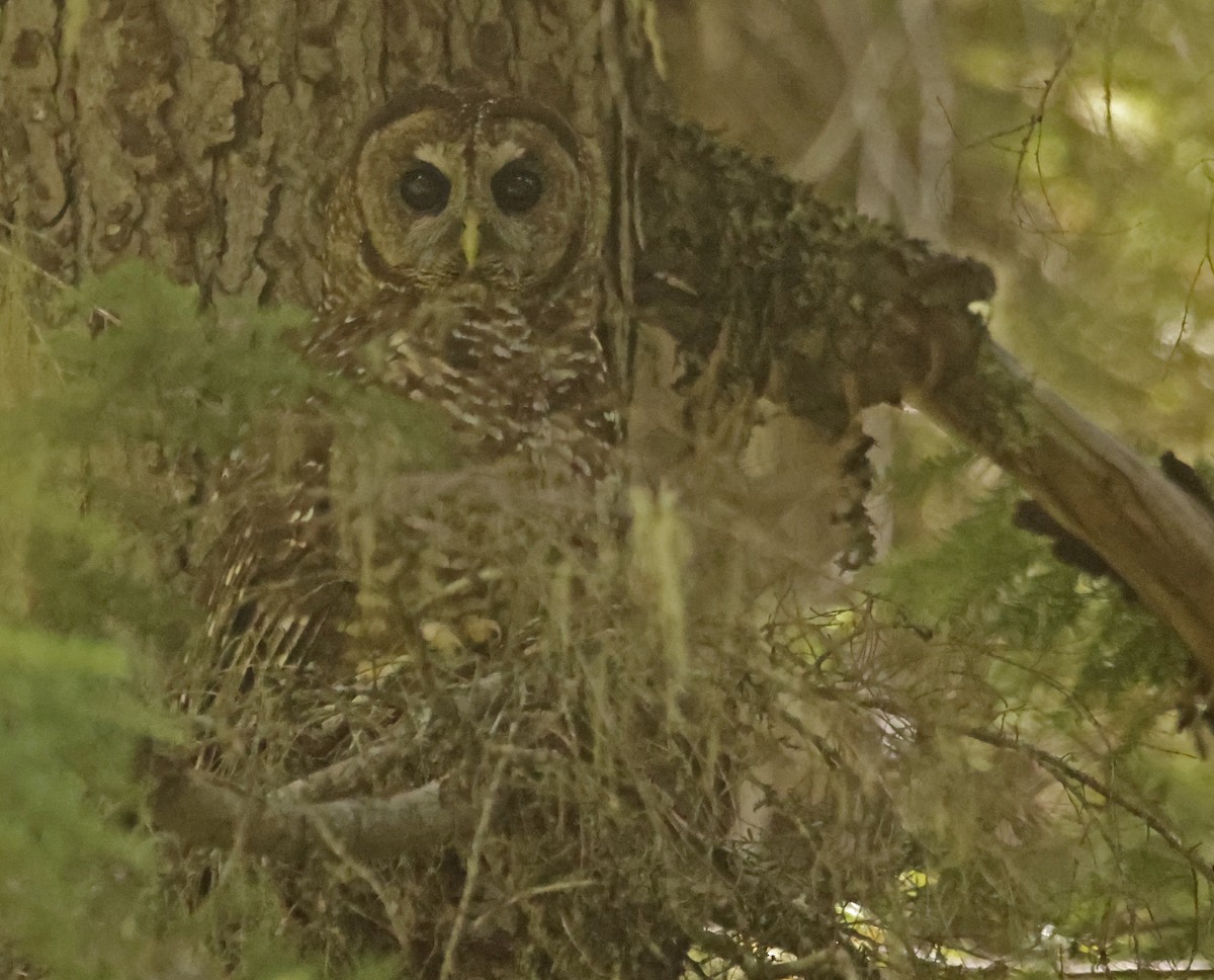 Spotted Owl - ML620239171