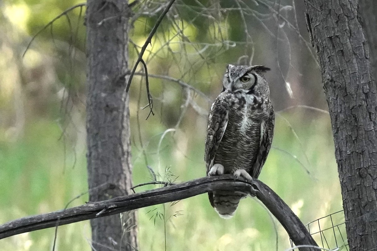 Great Horned Owl - ML620239180