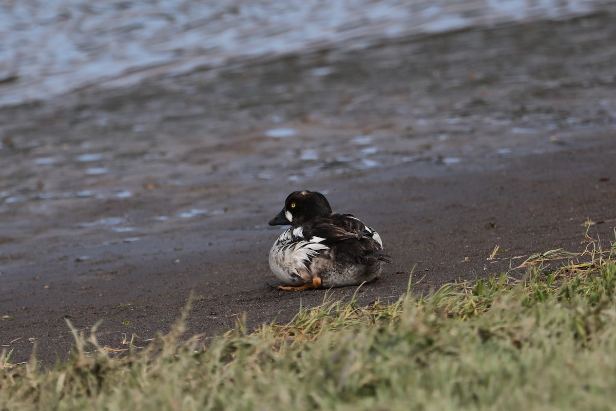 Common Goldeneye - ML620239181