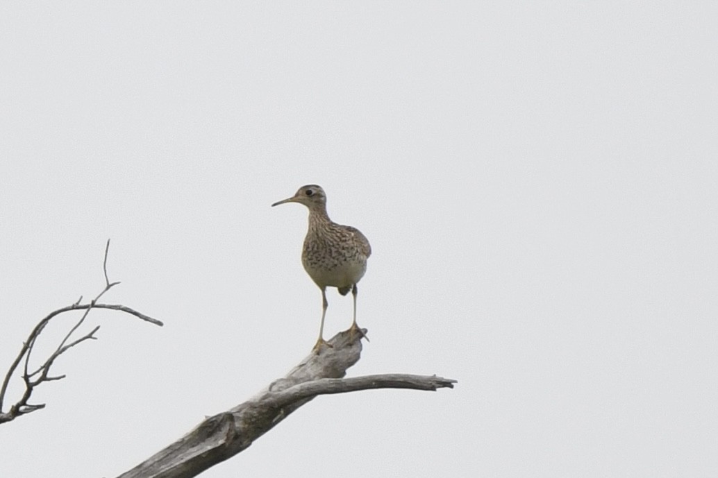 Upland Sandpiper - ML620239183