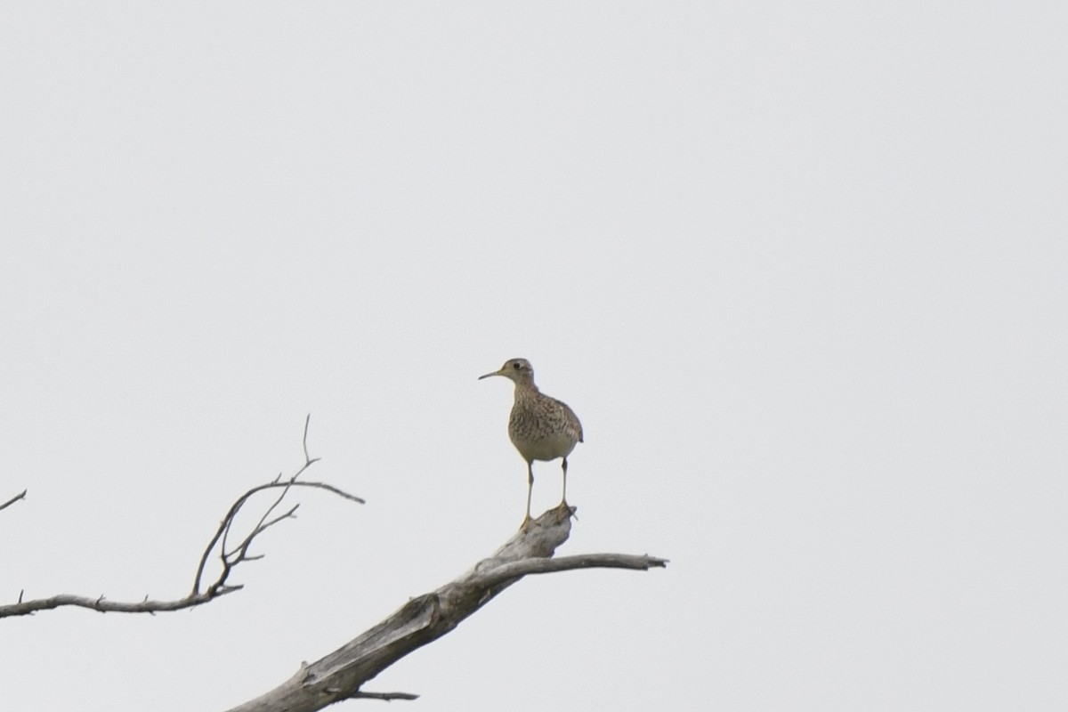 Upland Sandpiper - ML620239184