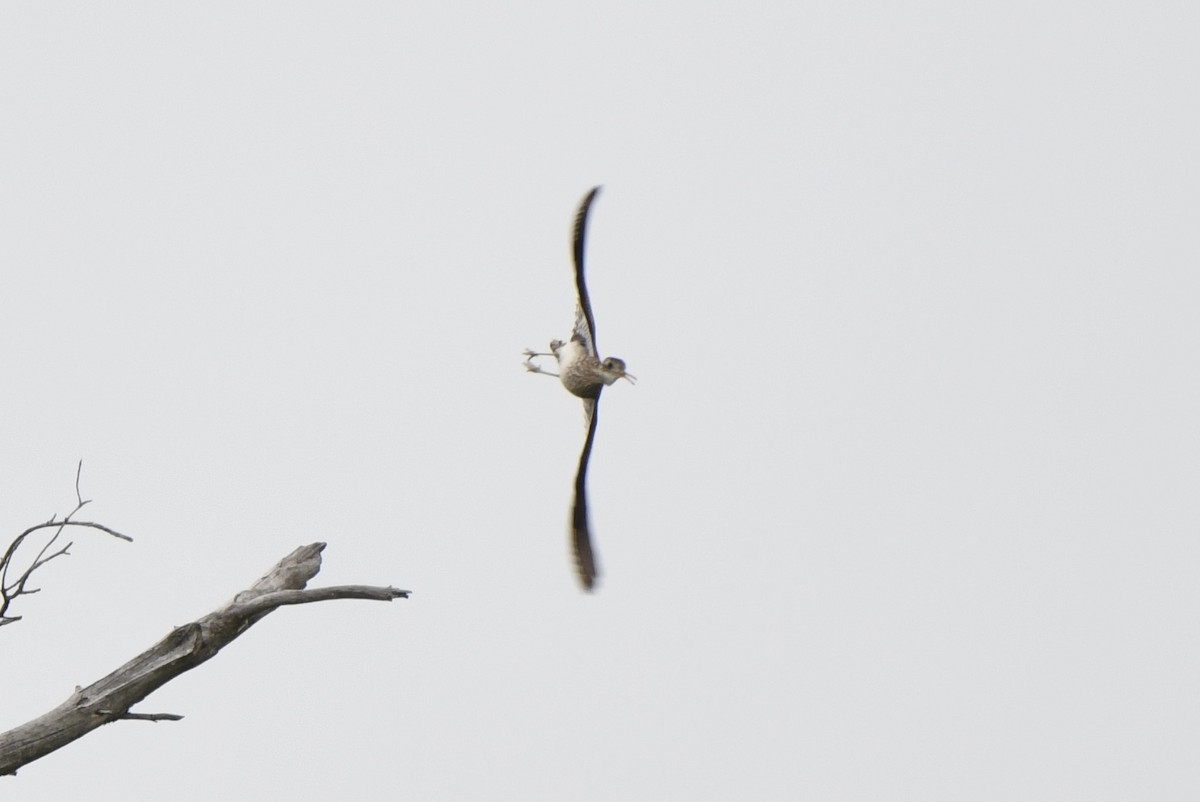 Upland Sandpiper - ML620239185