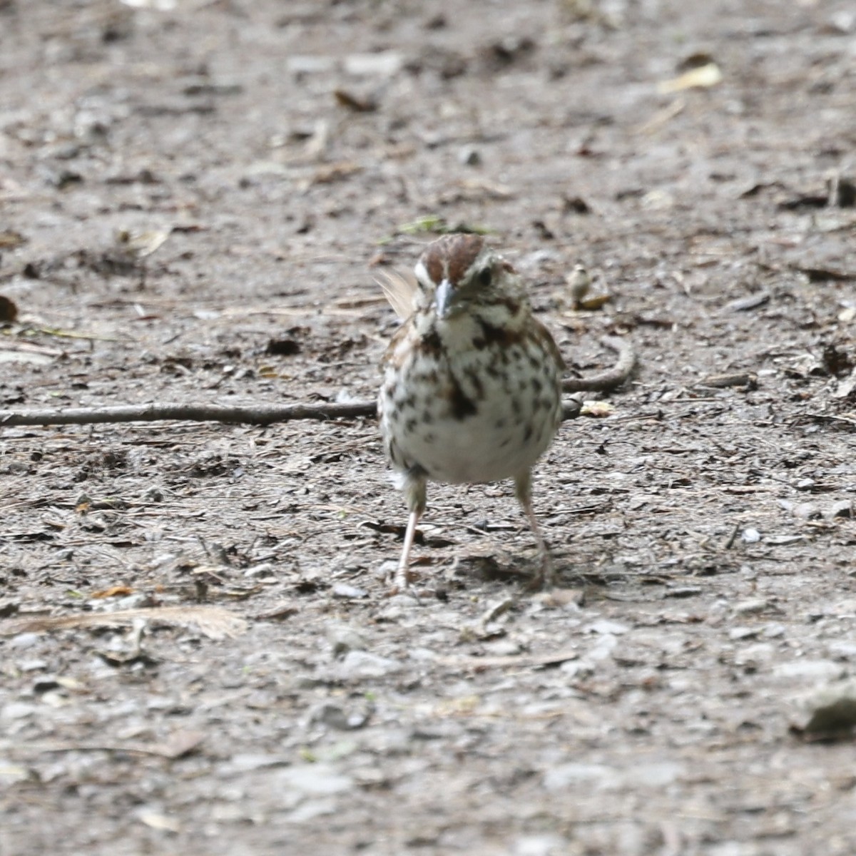 Song Sparrow - ML620239192