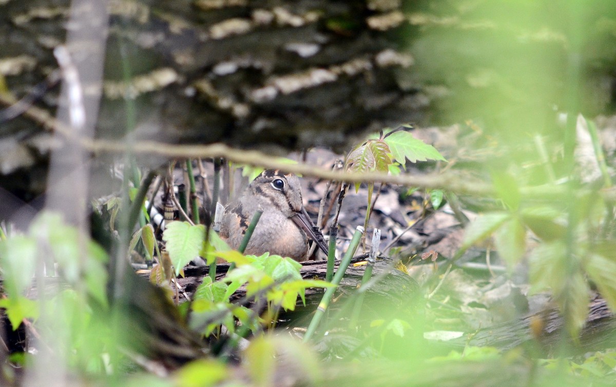 American Woodcock - ML620239195