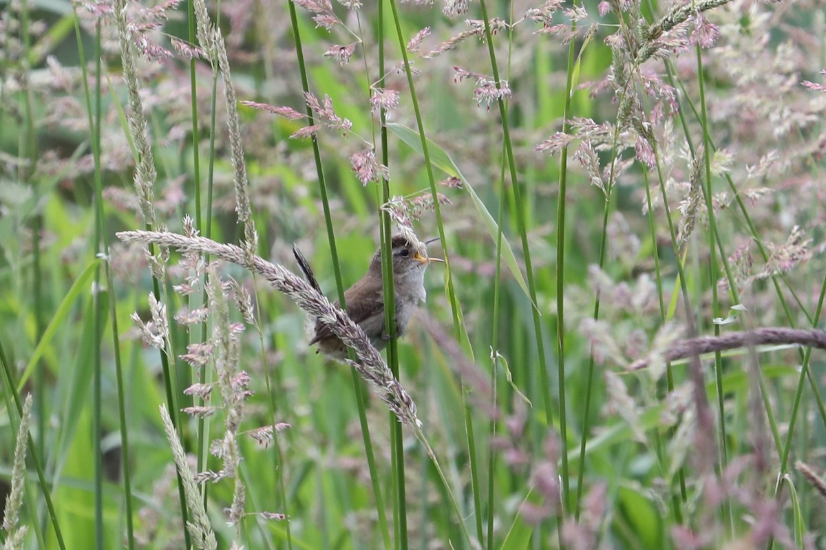 Marsh Wren - ML620239200