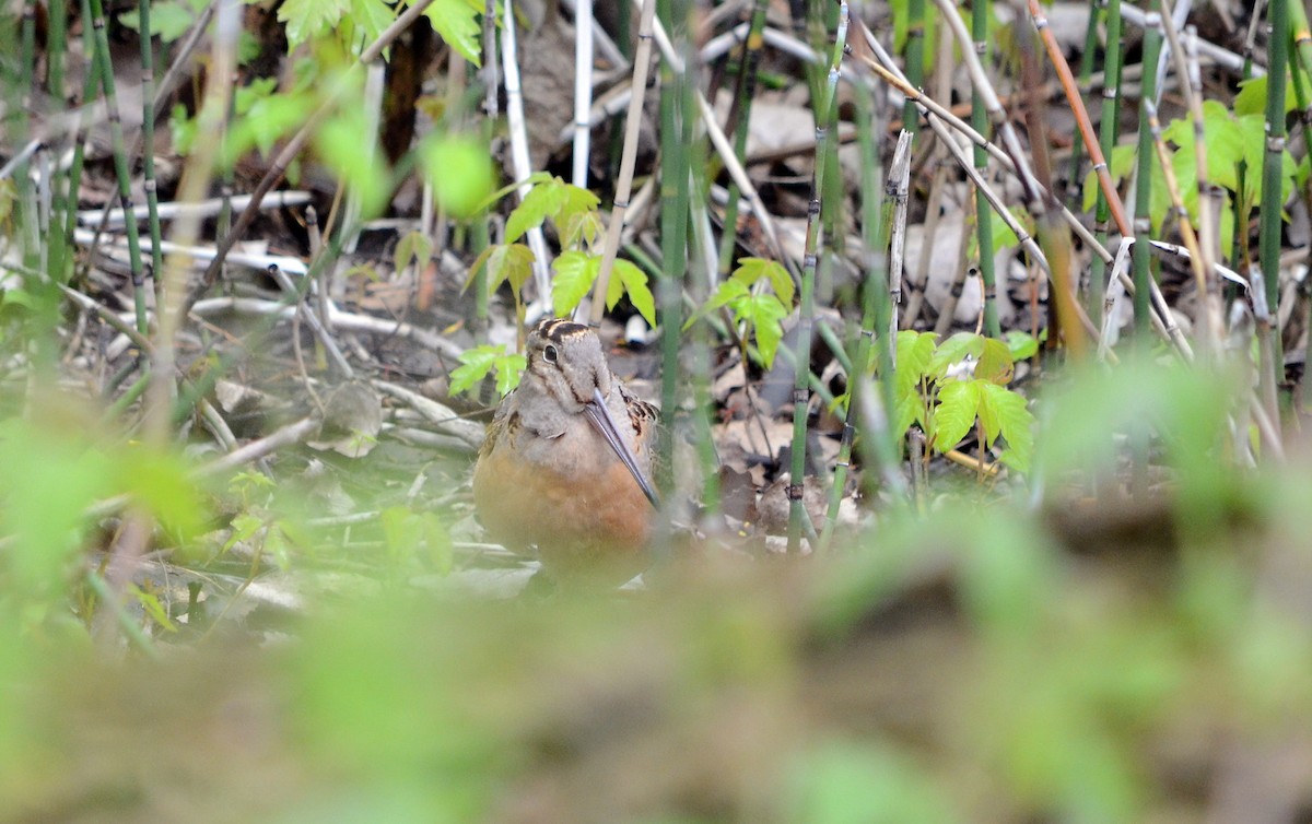 American Woodcock - ML620239202