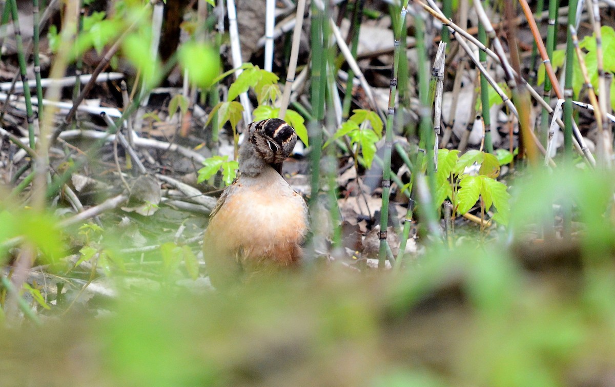 American Woodcock - ML620239207