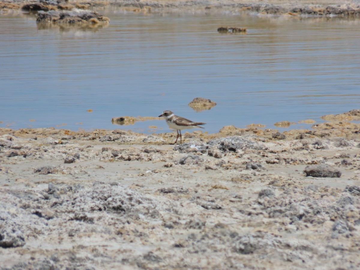 Semipalmated Plover - ML620239208