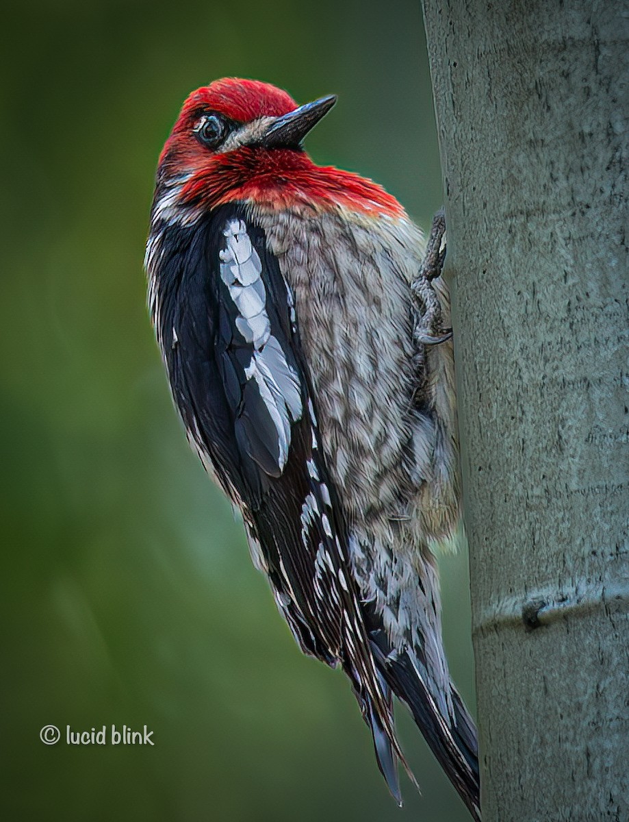 Red-breasted Sapsucker - ML620239211