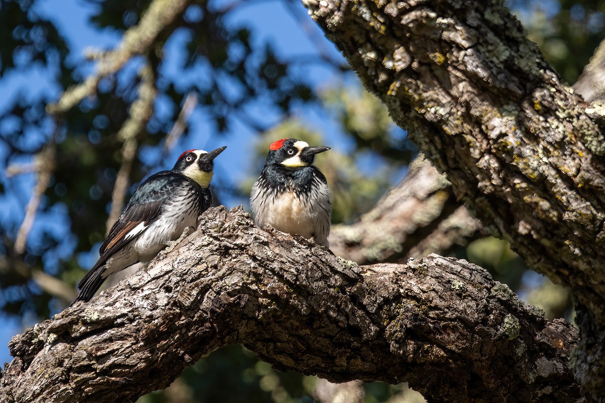 Acorn Woodpecker - ML620239216