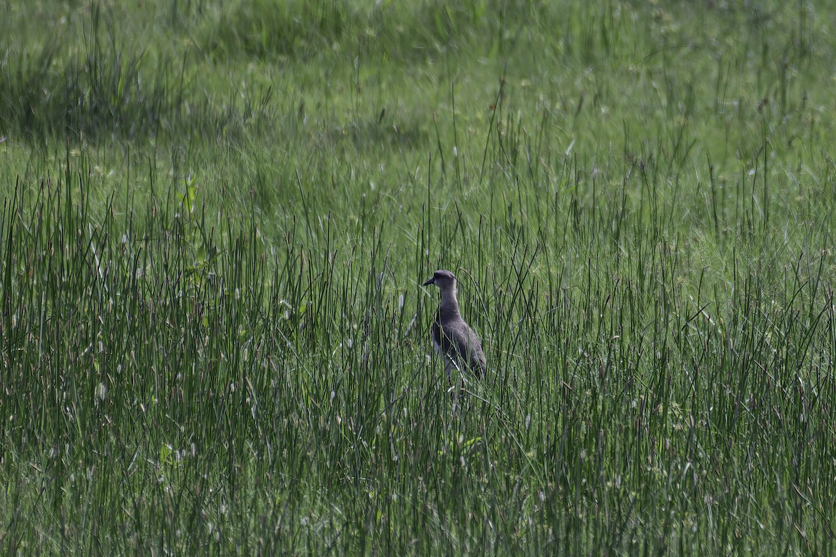 Southern Lapwing - ML620239228